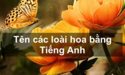 Từ vựng tiếng Anh về các loài hoa