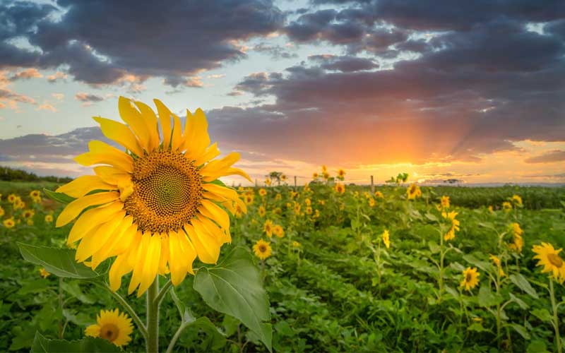 Hoa hướng dương - Sunflower